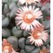 Aloinopsis Schooneesii - Seed